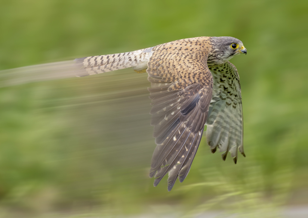 チョウゲンボウ