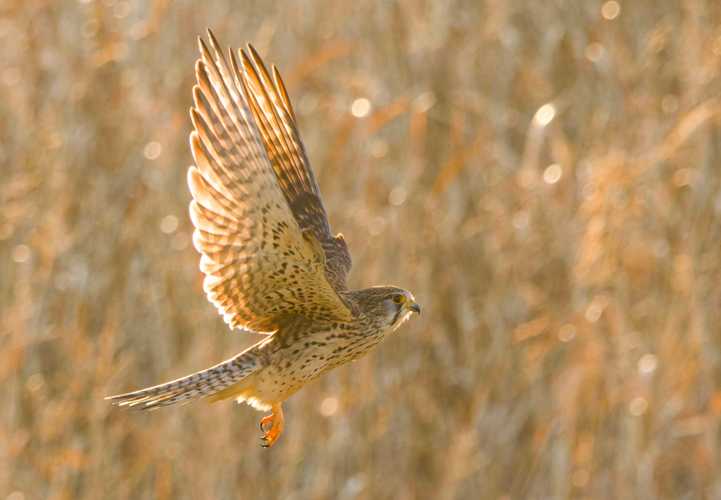 チョウゲンボウ