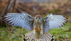 チョウゲンボウ