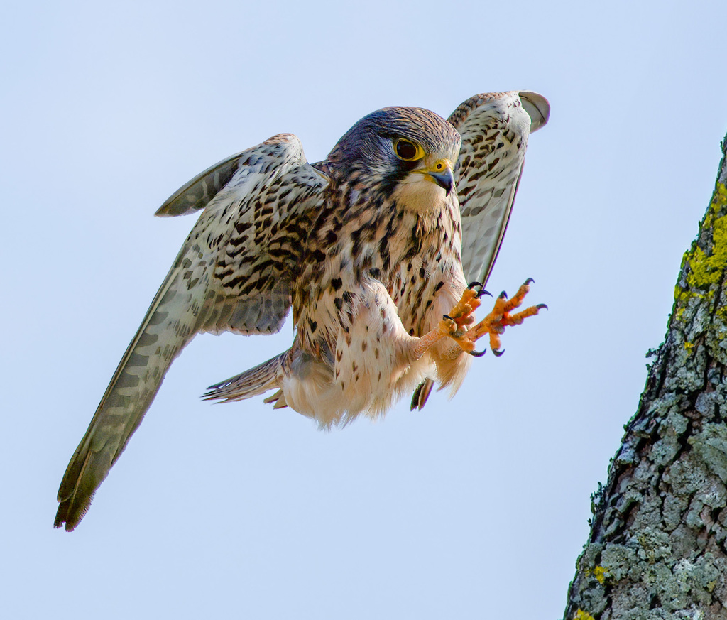 チョウゲンボウ
