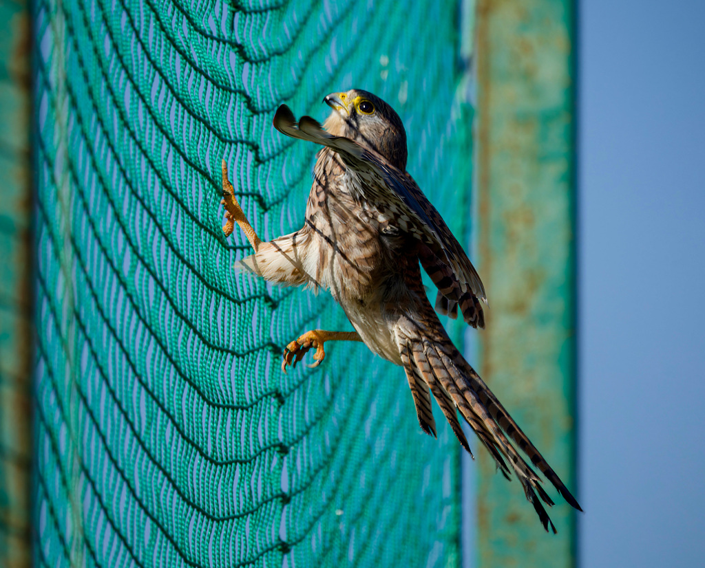 チョウゲンボウ