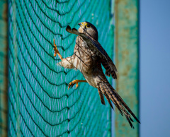 チョウゲンボウ
