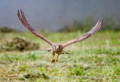 チョウゲンボウ