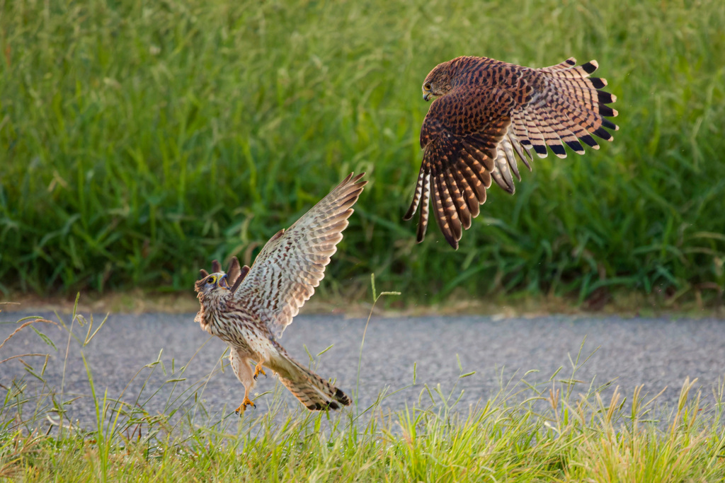 チョウゲンボウ