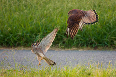 チョウゲンボウ