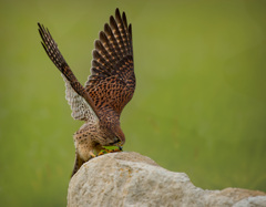 チョウゲンボウ