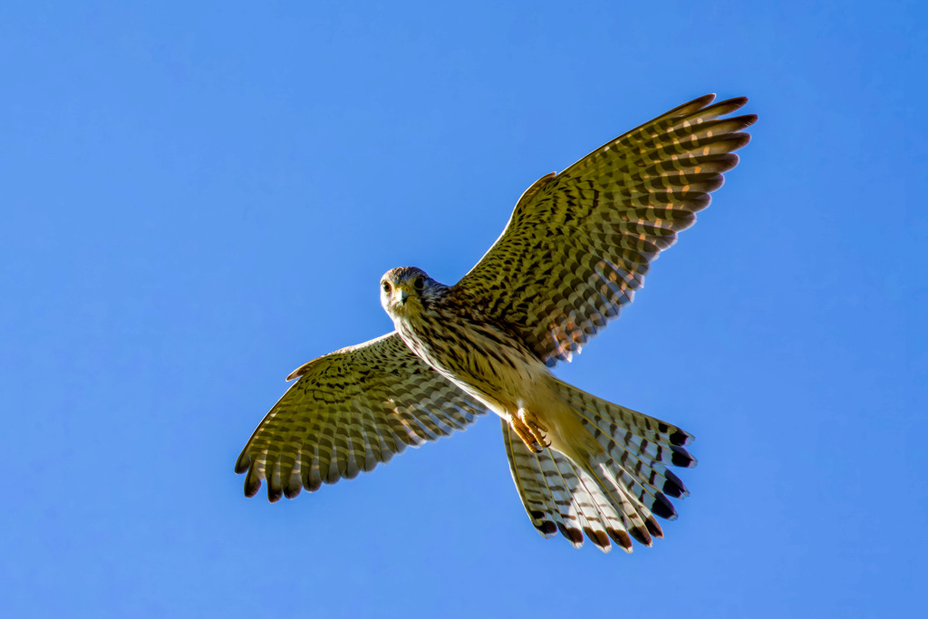 チョウゲンボウ