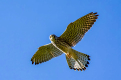 チョウゲンボウ