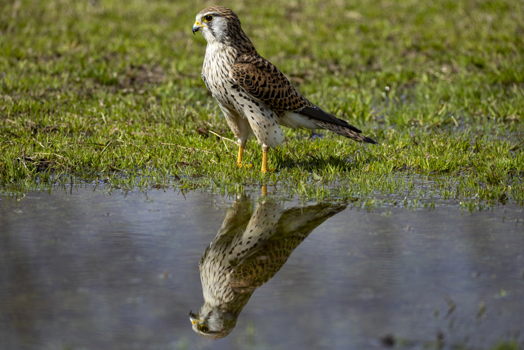 チョウゲンボウ