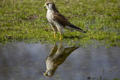 チョウゲンボウ