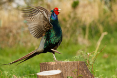 切り株上のキジ