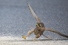 チョウゲンボウ