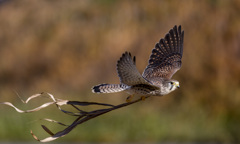チョウゲンボウ