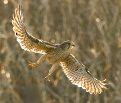 チョウゲンボウ