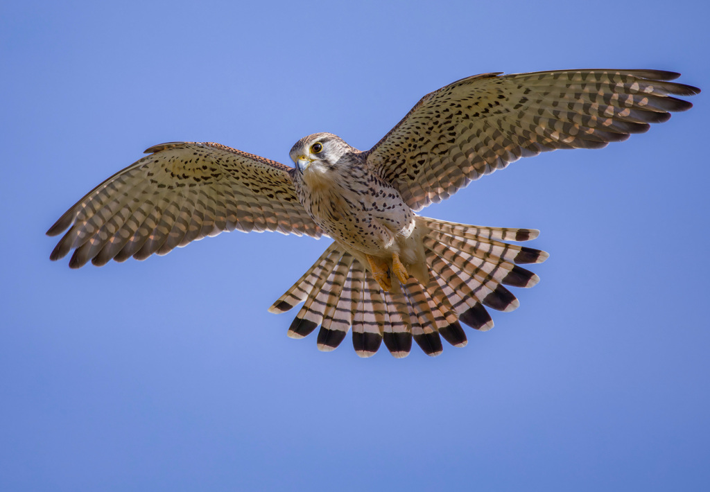 チョウゲンボウ