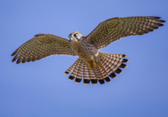 チョウゲンボウ