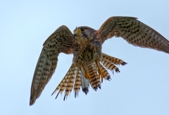 チョウゲンボウ