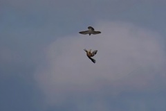 ハヤブサとトビ