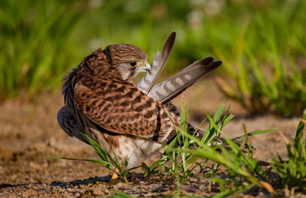チョウゲンボウ