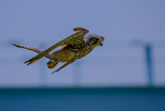 チョウゲンボウ