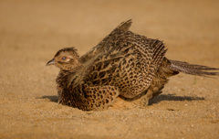 キジのメス（砂浴び）