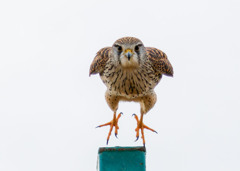 チョウゲンボウ