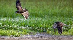 チョウゲンボウ