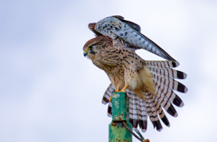 チョウゲンボウ