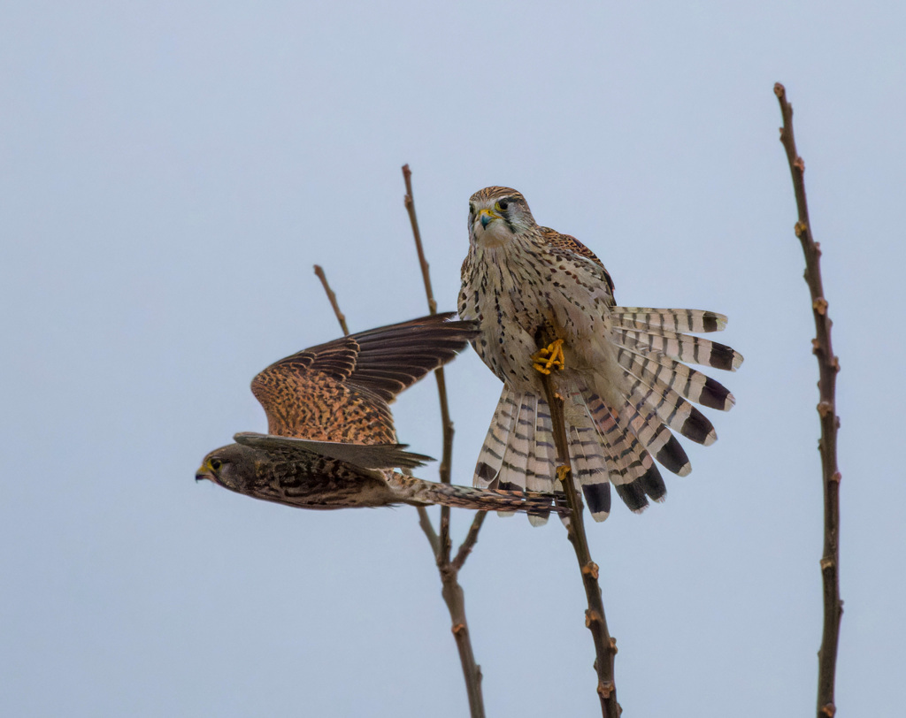 チョウゲンボウ