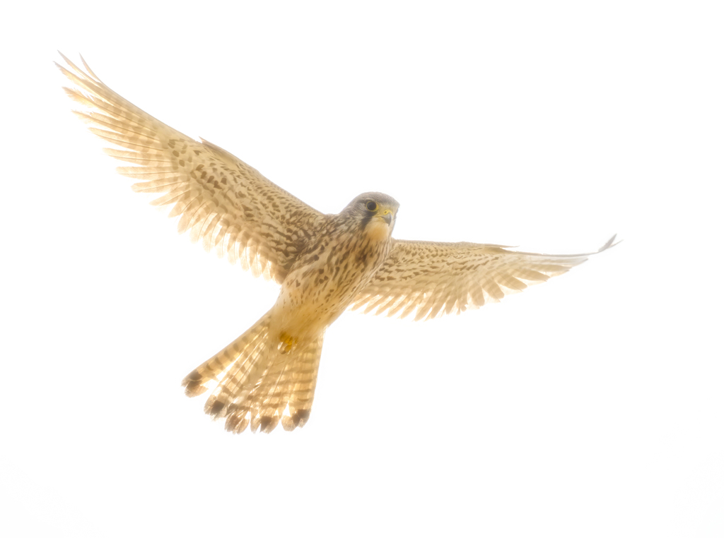 チョウゲンボウ