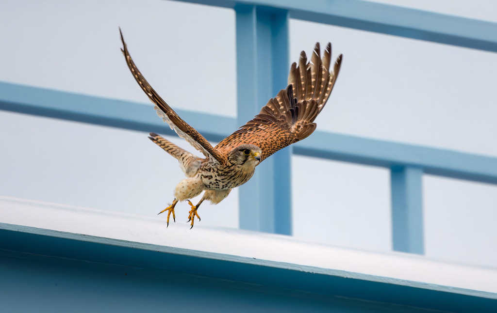 チョウゲンボウ