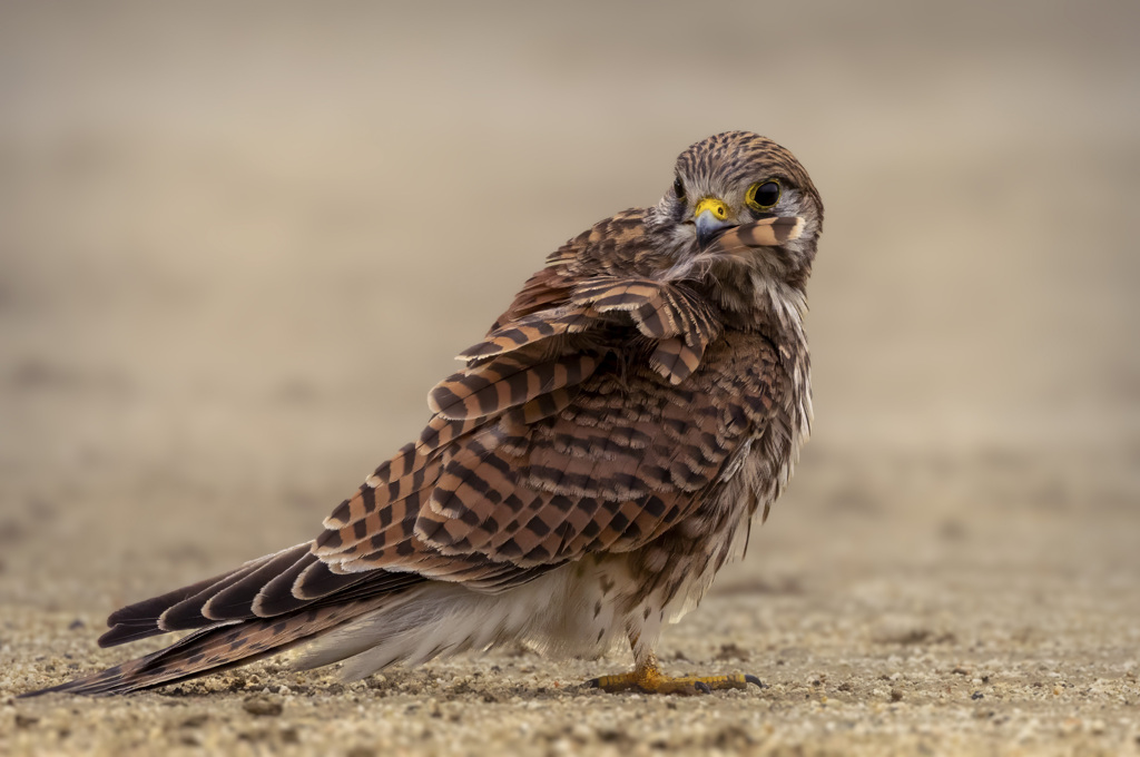 チョウゲンボウ