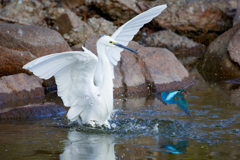 コサギとカワセミ