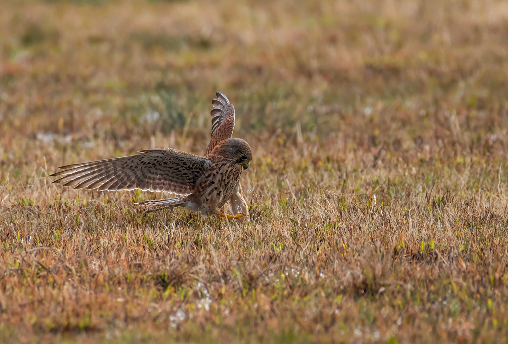 チョウゲンボウ
