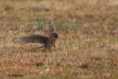 チョウゲンボウ