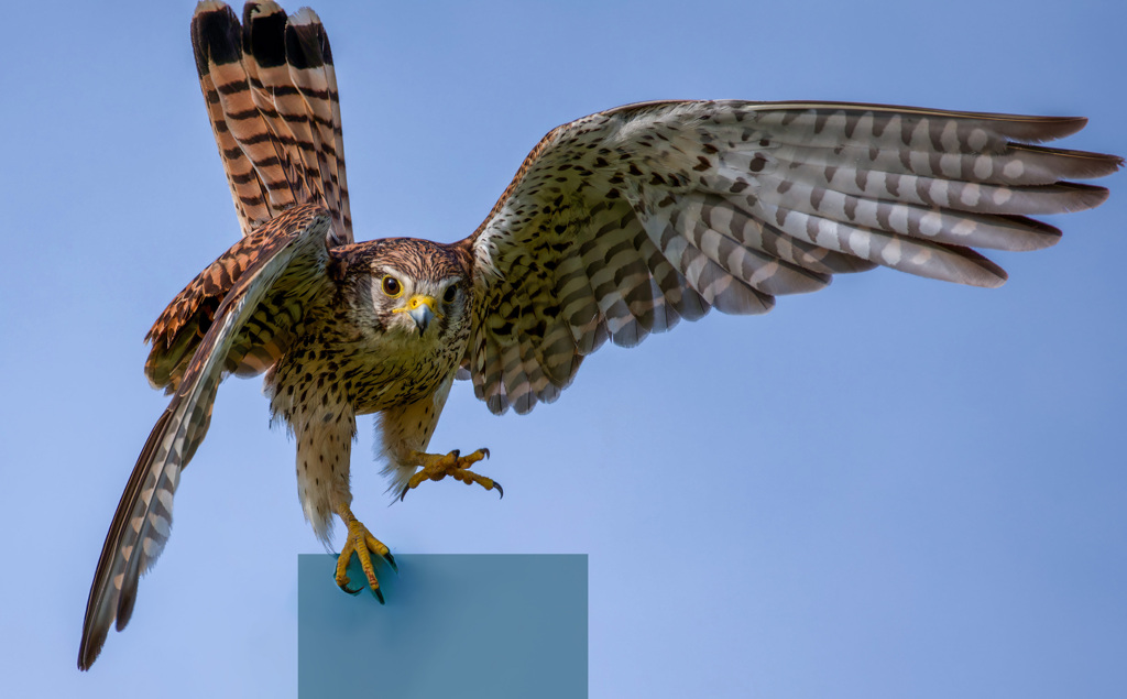 チョウゲンボウ