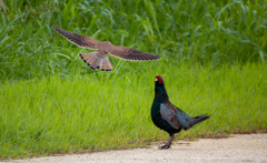 キジとチョウゲンボウ