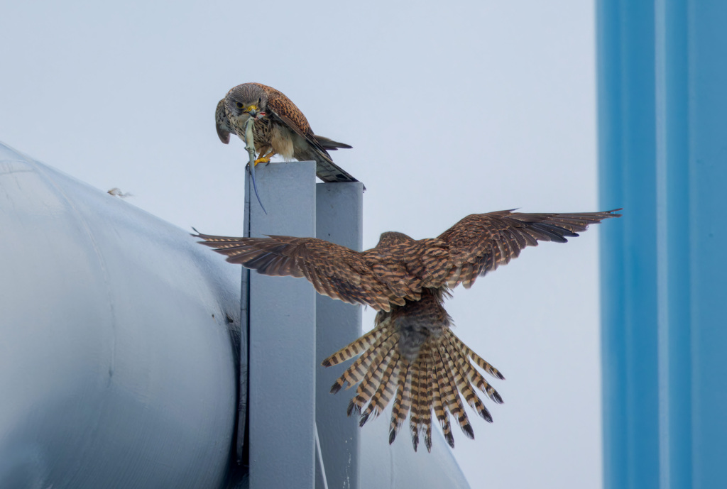 チョウゲンボウ