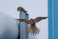 チョウゲンボウ