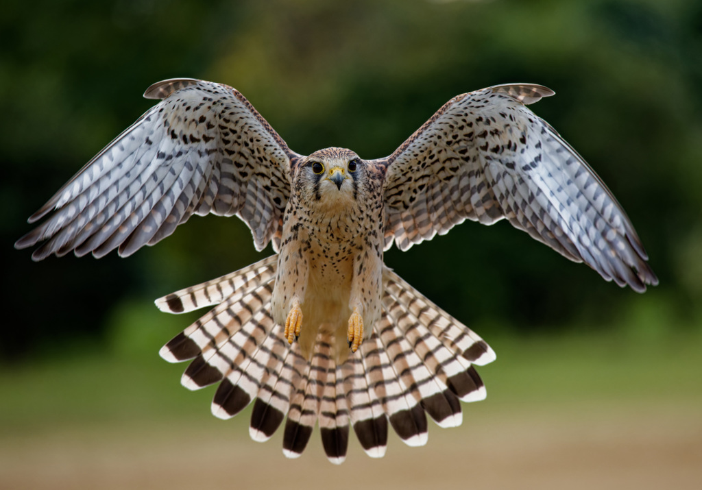 チョウゲンボウ