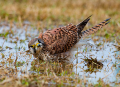 チョウゲンボウ