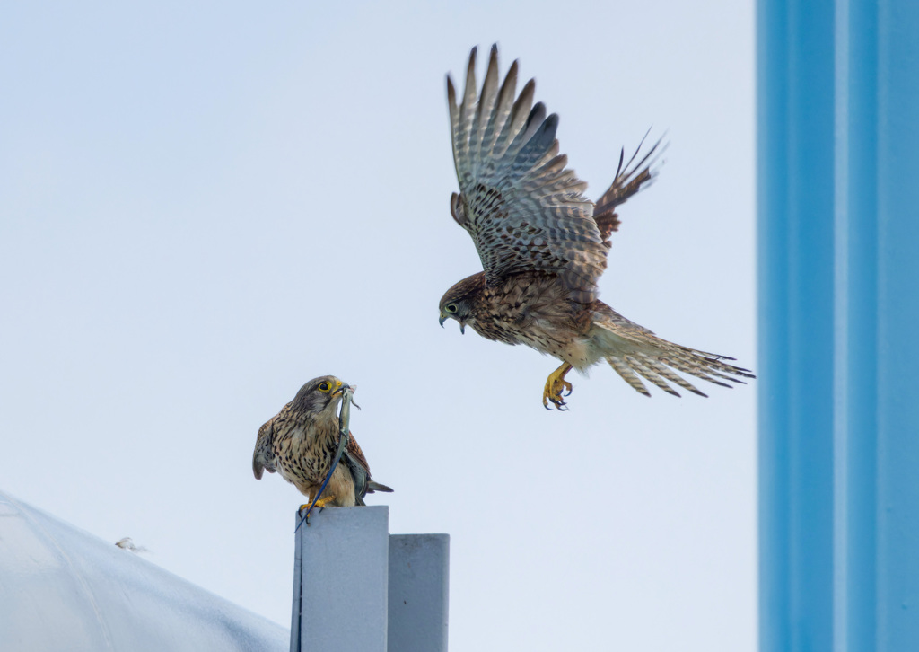チョウゲンボウ
