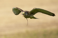 チョウゲンボウ