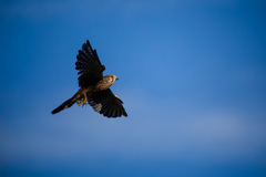 チョウゲンボウ