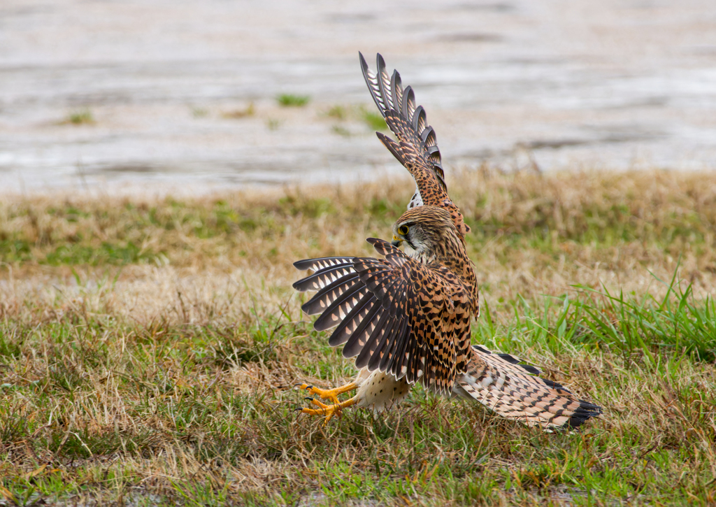 チョウゲンボウ