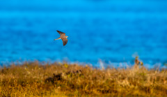 チョウゲンボウ