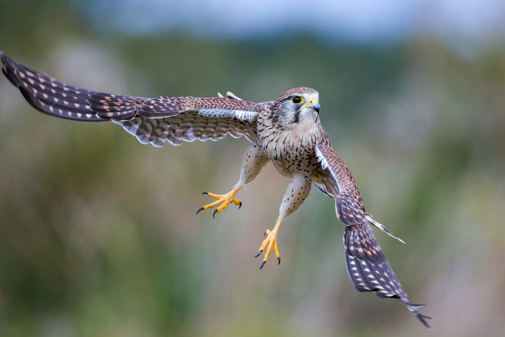 チョウゲンボウ