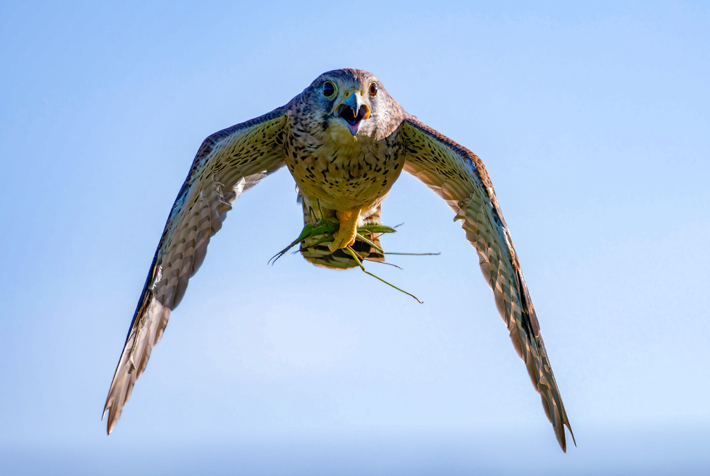 バッタをダブルでゲット