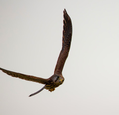 チョウゲンボウ