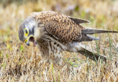 チョウゲンボウ